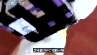 吐槽爆料寒哥的视频大全,笑料百出,真相大白 第1张 吐槽爆料寒哥的视频大全,笑料百出,真相大白 第1张